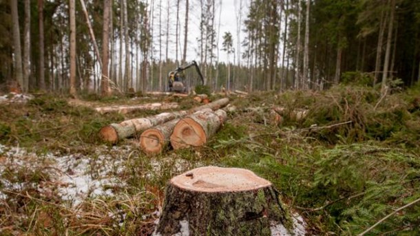 Klimatstrid om skogen klar i EU