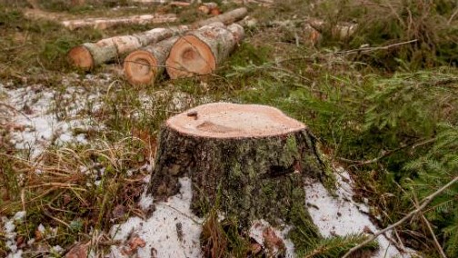 Den mest lästa debattartikeln på Altinget Miljö&Energi handlade om en av de stora kontroverserna inom skogspolitiken under året.