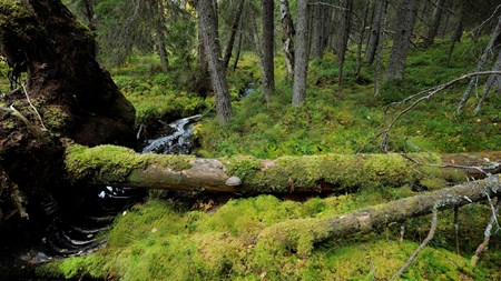 Regeringen planerade i sin budget stora satsningar på att skydda värdefull natur, men anslaget minskar kraftigt med Alliansens budget. De borgerliga partiernas och regeringens syn på hur staten bör gå tillväga i frågan om skogsbruk och skogsskydd är något en vattendelare i miljöpolitiken.