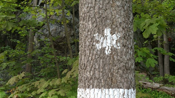 Upprustning av naturreservat kan vara en av arbetena i gröna jobb-insatsen som Skogsstyrelsen håller i. 